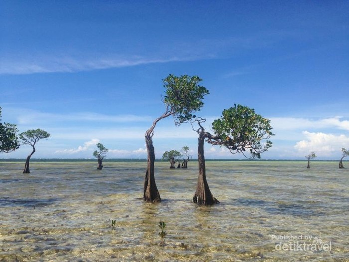 Pohon menari di Pantai Walakiri Sumba