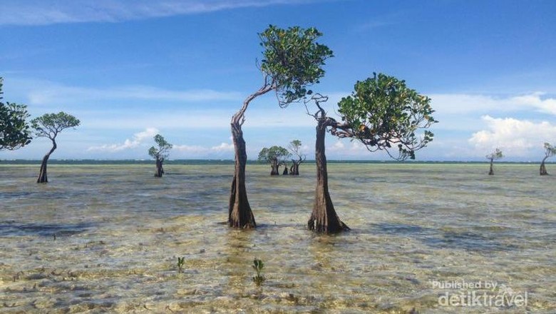 Pohon menari di Pantai Walakiri Sumba Pohon menari di Pantai Walakiri Sumba