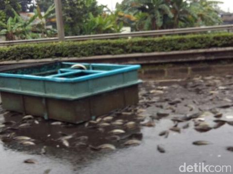 Mobil Kecelakaan, Muatan Lele Berhamburan di Tol Cikunir