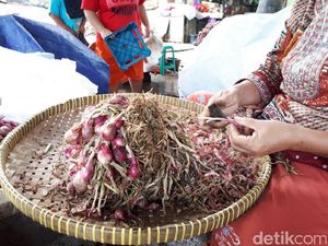 Terserang Fusarium, 2,5 Ha Lahan Bawang Merah di Bantul Gagal Panen