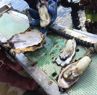 Susu dari Laut' Tersegar yang Diambil dari Semenanjung Karakuwa