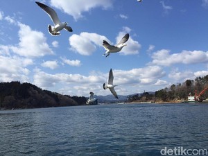 Susu dari Laut Tersegar yang Diambil dari Semenanjung Karakuwa