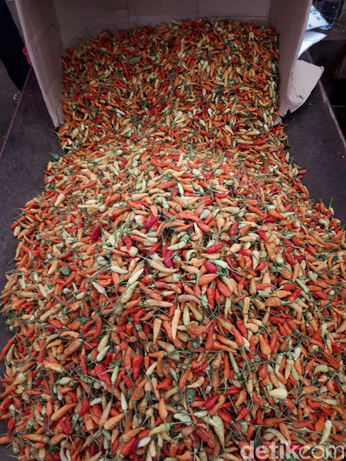 Jurus Kementan Bantu Petani Cabai Pemula