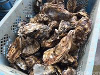 Susu dari Laut' Tersegar yang Diambil dari Semenanjung Karakuwa