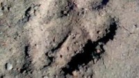 Jejak si kucing besar, diduga Harimau Jawa, di sekitar Gunung Merapi. Masa ditemukan jejak ini saat 11 Juni 2011, pascaerupsi. Lokasi persisnya di sekitar lokasi upacara adat Labuhan Merapi, sekitar 1 km dari bekas kediaman Mbah Marjidjan. (Foto: Istimewa)