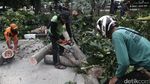 Pohon Tumbang Timpa Mobil di Jakarta