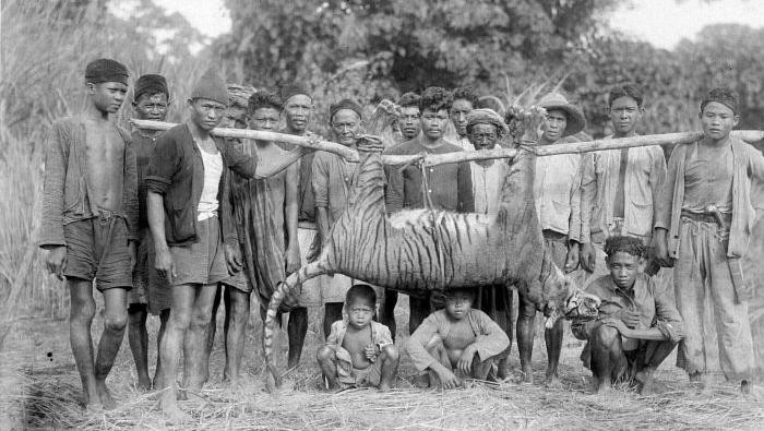 Sekelompok pria dan anak-anak berpose dengan harimau yang telah dibunuh di Malingping, Banteng, Jawa Barat