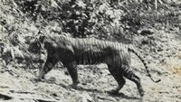 Bila di Sumatra harimau dipanggil datuk, di Jawa harimau dulu dipanggil dengan sebutan tak kalah hormat, yakni simbah hingga kiai. Harimau Jawa yang sebenarnya dihormati itu pernah mengalami perlakuan yang kejam sebelum akhirnya punah karena berbagai faktor lain juga. (Andries Hoogerwerf (29 August 1906 – 5 February 1977)/Wikimedia Commons)