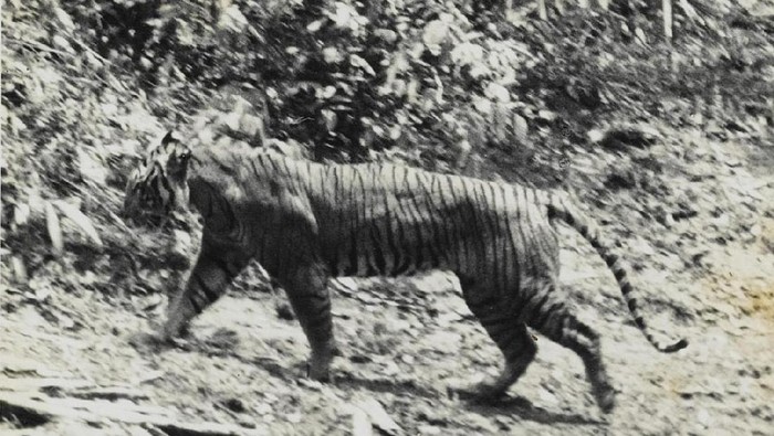 Foto harimau Jawa hidup, Panthera tigris sondaica, diambil pada 1938 di Ujung Kulon dan dipublikasikan di A. Hoogerwerfs Ujung Kulon: The Land of the last Javan Rhinoceros
