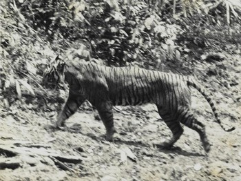 Punah di Ujung Bedil Belanda