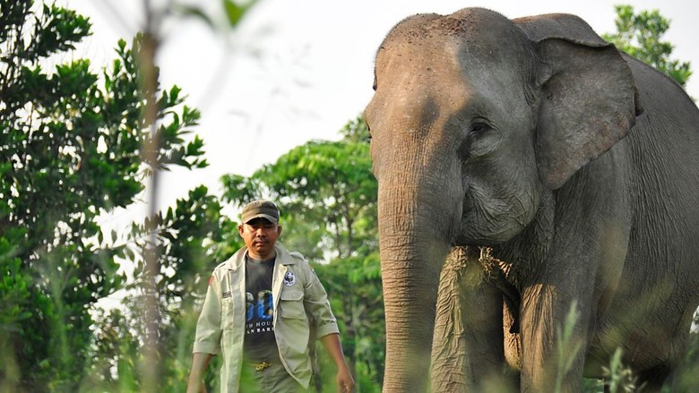 Kisah Patroli Gajah Terbang di TN Tesso Nilo Riau Kisah Patroli Gajah Terbang di TN Tesso Nilo Riau