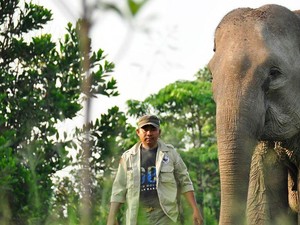 Kisah Patroli Gajah Terbang di TN Tesso Nilo Riau