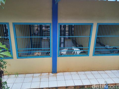 Para kucing yang siap diadopsi