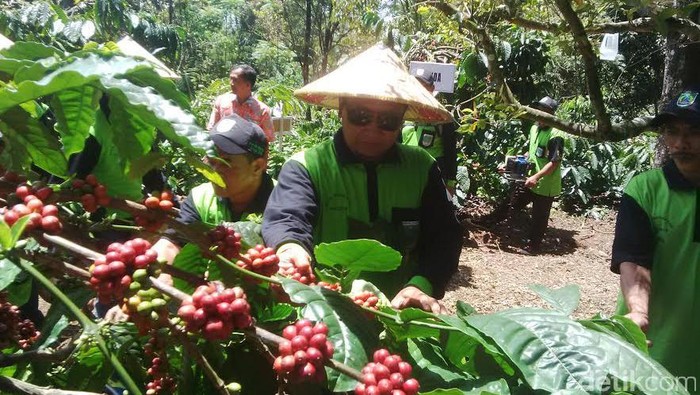 Kabupaten Pasuruan akan Perluas Lahan Kopi