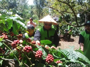 Kabupaten Pasuruan akan Perluas Lahan Kopi