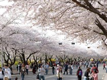 Ada Beasiswa Kuliah Gratis di Korea, Dapat Uang Saku hingga Asrama!