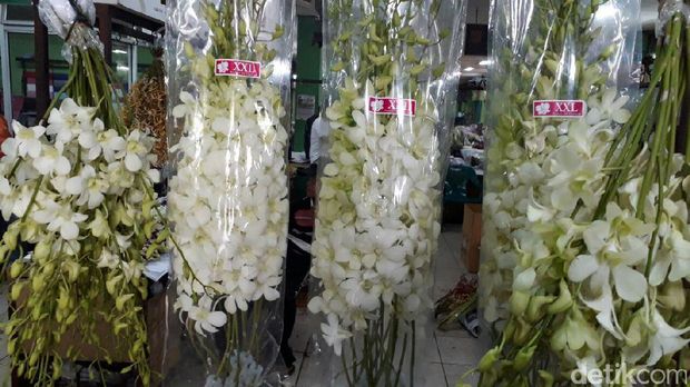 Anggrek impor dari Thailand