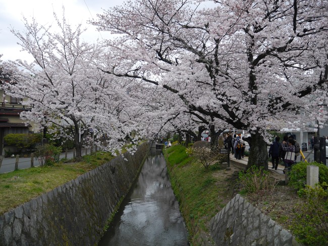 Mau Lihat Sakura yang Cantik di Kyoto, Baca Dulu 5 Tips Ini!