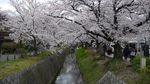 Potret Cantik Sakura yang Bermekaran di Kyoto
