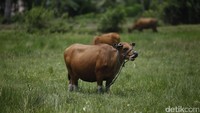 Warga setempat juga mengembalakan hewan ternaknya di sepanjang sawah.