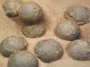 250 Fosil Telur Dinosaurus Ditemukan di Negara Asia, Tepatnya Ada di Mana?