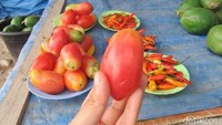 Salah satu temuan unik di pasar ini adalah tomat lonjong. Tomat jenis ini rasanya tak terlalu asam (Sastri/detikTravel)