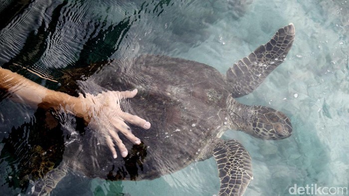 Sensasi Risers Berenang Bersama Penyu di Pulau Liukang Loe