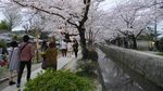 Potret Cantik Sakura yang Bermekaran di Kyoto