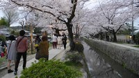 Nah, di sepanjang Philosophers Path, ditumbuhi ratusan pohon sakura. Kala musim semi tiba, bunga-bunga sakura bermekaran dengan cantiknya, bagaikan di negeri dongeng! (Kurnia/detikTravel)