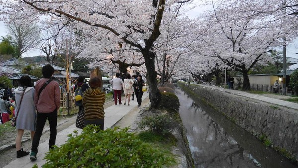 Nah, di sepanjang Philosophers Path, ditumbuhi ratusan pohon sakura. Kala musim semi tiba, bunga-bunga sakura bermekaran dengan cantiknya, bagaikan di negeri dongeng! (Kurnia/detikTravel) Nah, di sepanjang Philosophers Path, ditumbuhi ratusan pohon sakura. Kala musim semi tiba, bunga-bunga sakura bermekaran dengan cantiknya, bagaikan di negeri dongeng! (Kurnia/detikTravel)