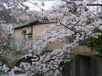 Sakura yang bermekaran di musim semi