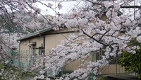 Datang kemari memang lebih asyik saat sakura sedang mekar sempurna. Untuk itu, silakan cek dulu perkiraan jadwalnya di situs pariwisata Jepang. Biasanya sekitar akhir Maret atau awal April (Kurnia/detikTravel)