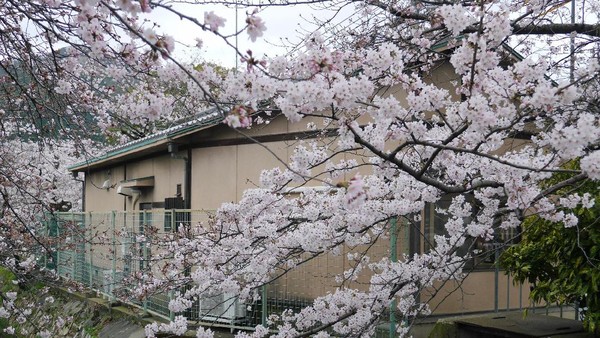 Datang kemari memang lebih asyik saat sakura sedang mekar sempurna. Untuk itu, silakan cek dulu perkiraan jadwalnya di situs pariwisata Jepang. Biasanya sekitar akhir Maret atau awal April (Kurnia/detikTravel) Datang kemari memang lebih asyik saat sakura sedang mekar sempurna. Untuk itu, silakan cek dulu perkiraan jadwalnya di situs pariwisata Jepang. Biasanya sekitar akhir Maret atau awal April (Kurnia/detikTravel)