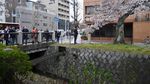 Potret Cantik Sakura yang Bermekaran di Kyoto