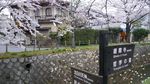 Potret Cantik Sakura yang Bermekaran di Kyoto
