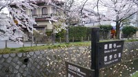 Letak jalan setapak yang ramai turis kala musim semi ini tak jauh dari Ginkakuji alias Kuil Paviliun Perak (Kurnia/detikTravel)