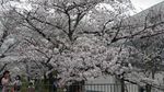 Potret Cantik Sakura yang Bermekaran di Kyoto