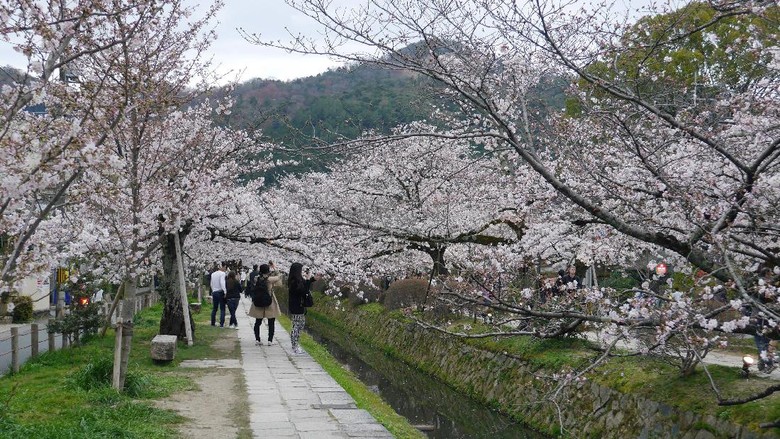 Foto: Philosophers Path di Kyoto (Kurnia/detikTravel) Foto: Philosophers Path di Kyoto (Kurnia/detikTravel)