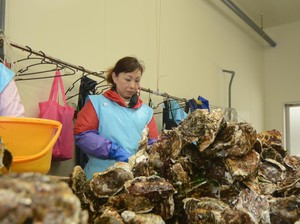 Berbekal Semangat dan Keramahan Lady Oyster Hadapi Musibah Tsunami