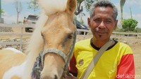 Ini adalah salah satu kuda dari Timor Leste, namanya Gadis Mata-mata. Pria di sebelahnya bukanlah joki, melainkan pelepas. Pelepas biasanya adalah pemilik kuda, sementara joki adalah anak laki-lakinya (Sastri/ detikTravel)