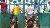 Kuda-kuda ini berasal dari berbagai daerah. Ada yang dari Kupang, Kabupaten Belu, Kabupaten Timor Tengah Selatan (TTS), Kabupaten Timor Tengah Utara (TTU), juga Timor Leste (Sastri/ detikTravel)