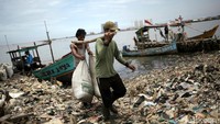Nelayan mengangkut kerang hijau yang baru ditangkap dari laut.