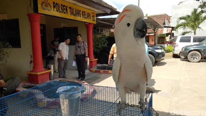 Polisi Tangkap Jaringan Penjual Satwa Dilindungi Lintas Provinsi