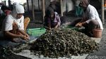 Di Tempat ini Kerang Hijau Diproduksi