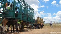 Satu babak diikuti oleh 5-6 kuda. Masing-masing dinaiki joki yang adalah anak laki-laki. Mereka menunggang kuda tanpa menggunakan pelana (Sastri/ detikTravel)