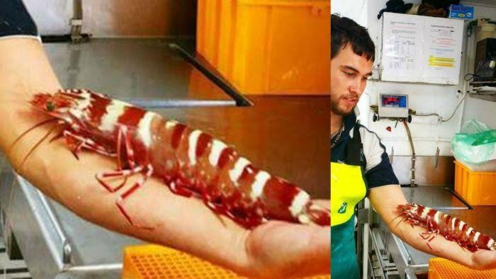 Udang Sebesar Lengan Pria Dewasa Tertangkap di Australia