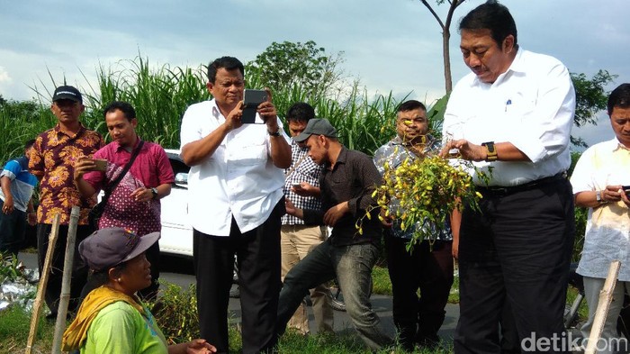 Ke Kediri, Dirjen Kementan: Cabai Melimpah Tapi Masih Ada Harga Tinggi