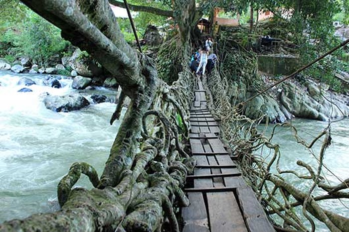 Jembatan akar Painan di Sumbar