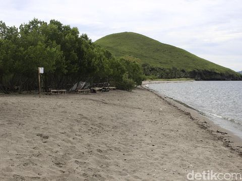 Cerita Baba Kong 'Ciptakan' Hutan Mangrove, Sempat Dicibir Warga