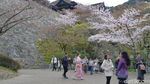 Cantiknya Sakura di Kyoto, Jadi Pengen ke Jepang!